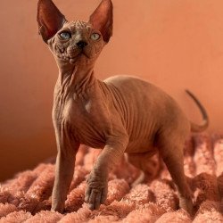 Sphynx NOV Flint