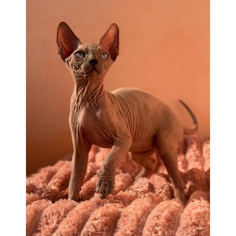 Sphynx NOV Flint