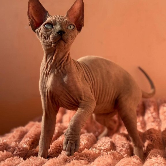 Sphynx NOV Flint