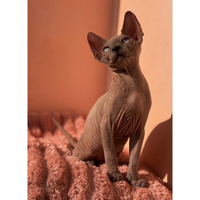 Sphynx NOV Flint