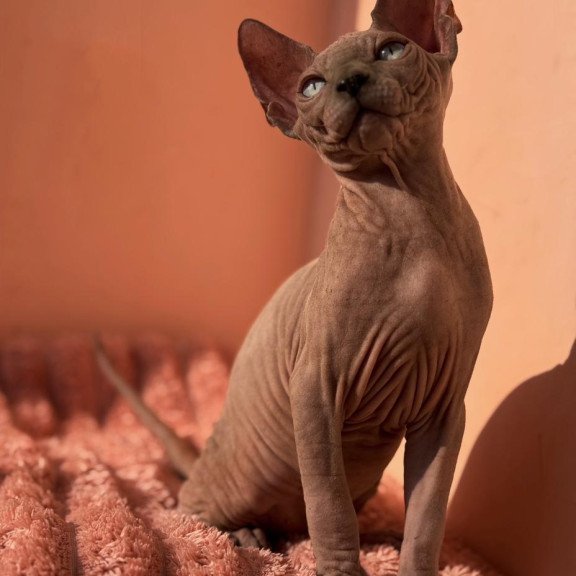 Sphynx NOV Flint