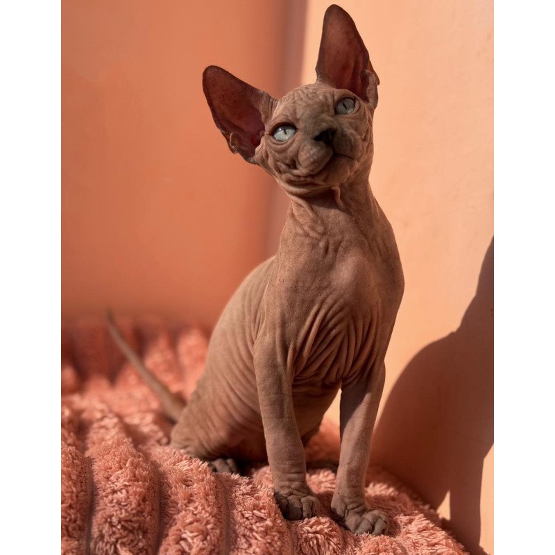 Sphynx NOV Flint
