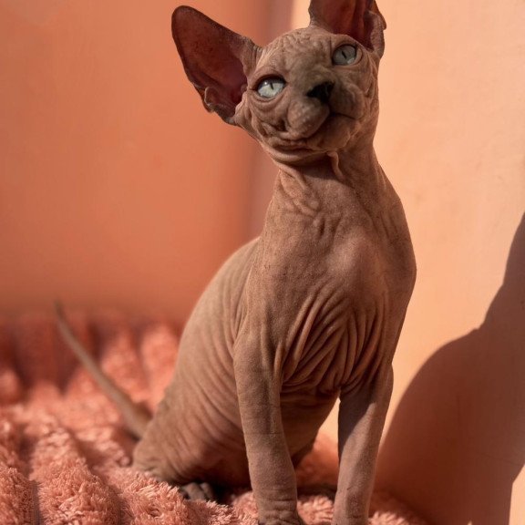 Sphynx NOV Flint
