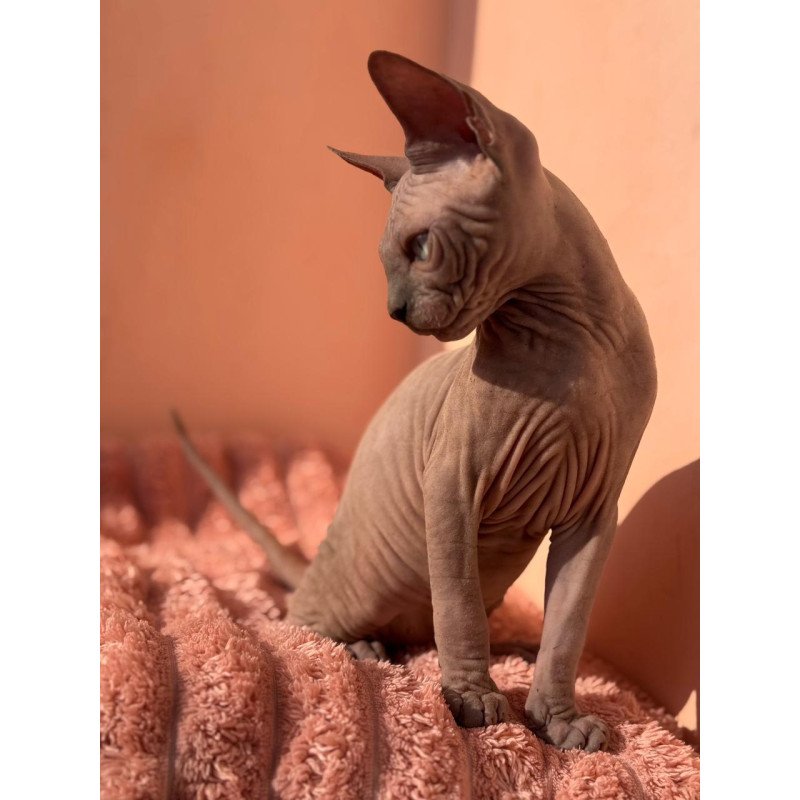 Sphynx NOV Flint