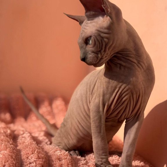 Sphynx NOV Flint