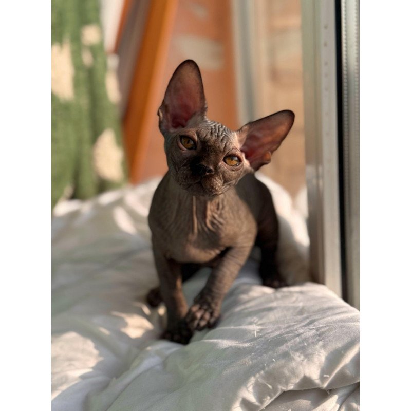 Sphynx NOV Elvis