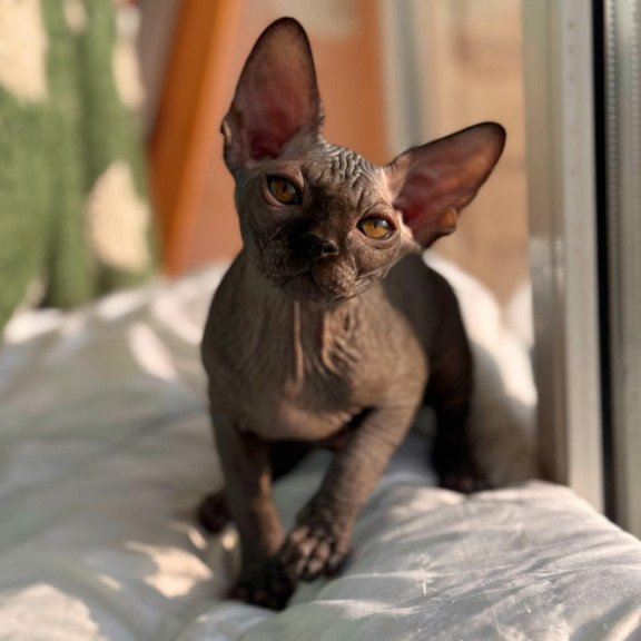 Sphynx NOV Elvis