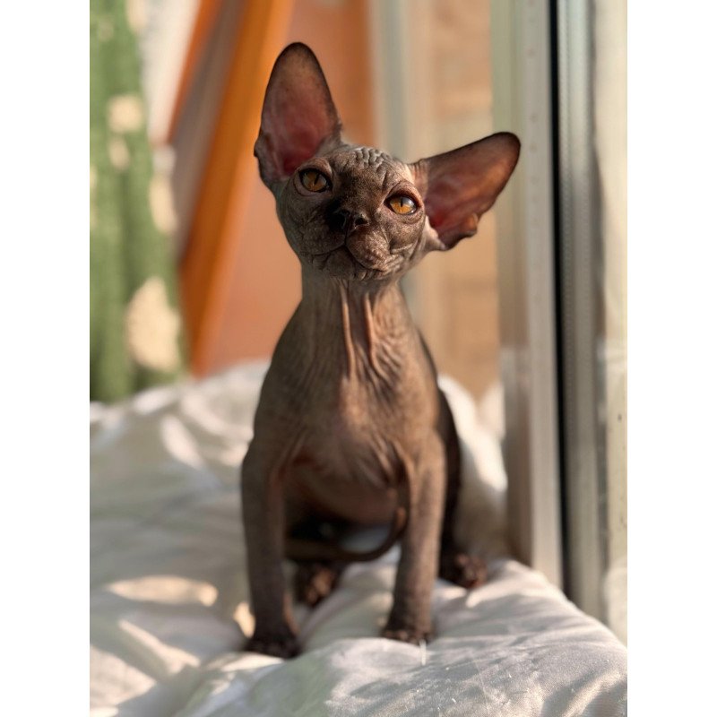 Sphynx NOV Elvis