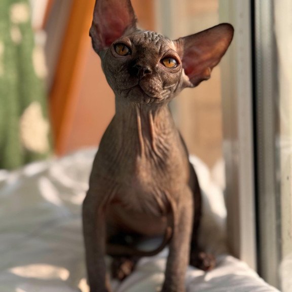 Sphynx NOV Elvis