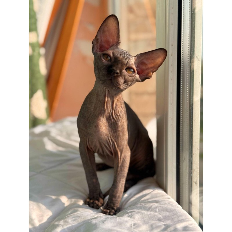 Sphynx NOV Elvis