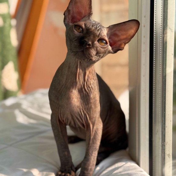 Sphynx NOV Elvis