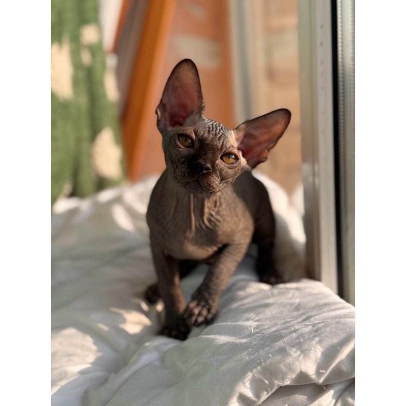 Sphynx NOV Elvis