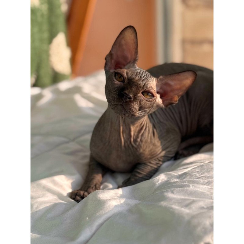 Sphynx NOV Elvis