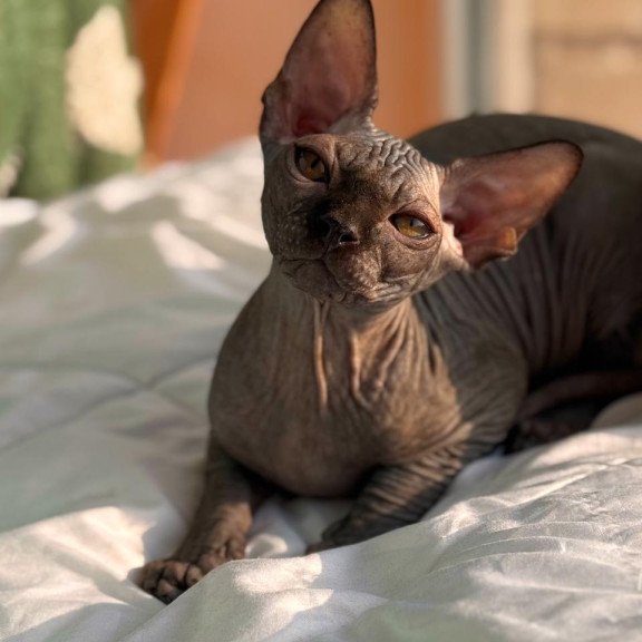 Sphynx NOV Elvis