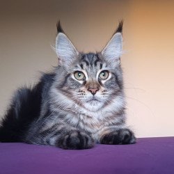 Maine Coon NOV Eda