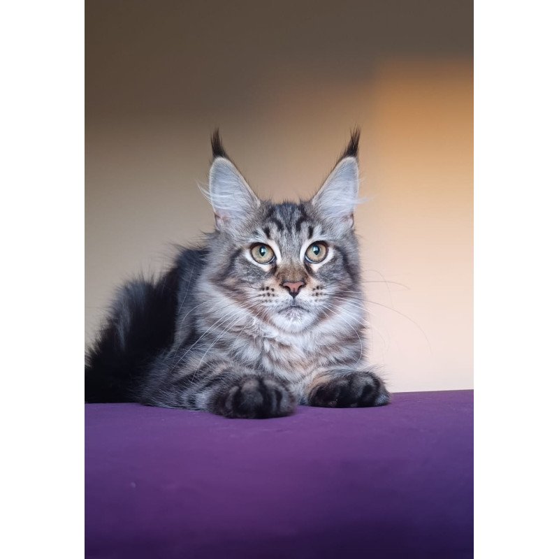 Maine Coon NOV Eda