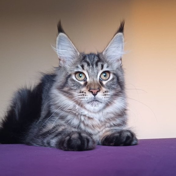 Maine Coon NOV Eda