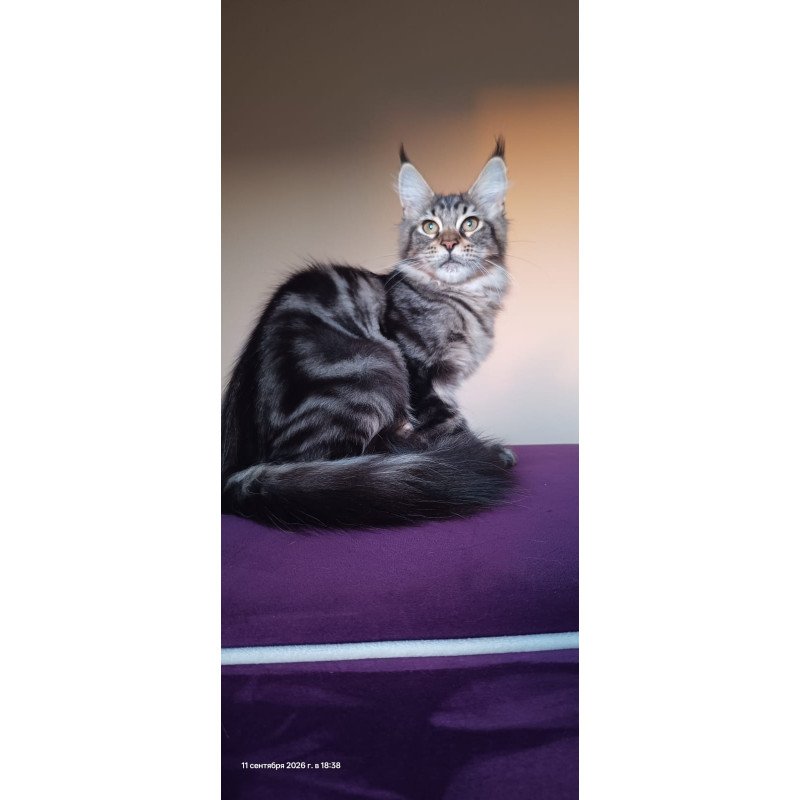 Maine Coon NOV Eda