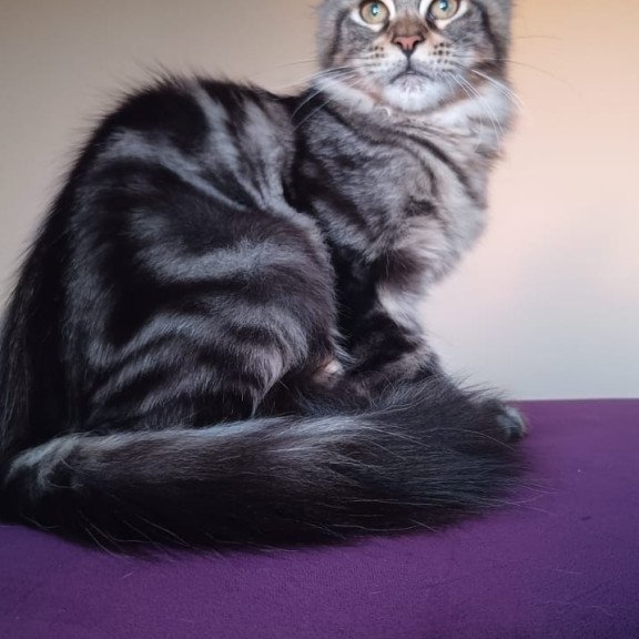 Maine Coon NOV Eda