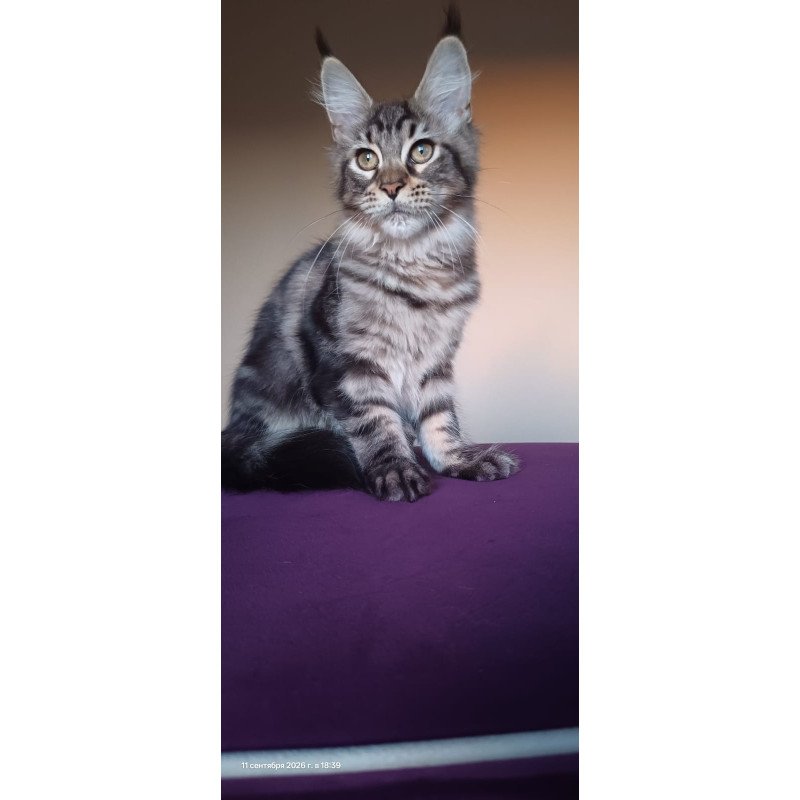 Maine Coon NOV Eda