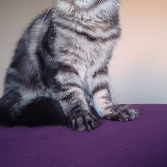 Maine Coon NOV Eda