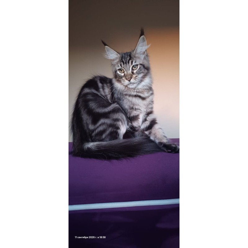Maine Coon NOV Eda