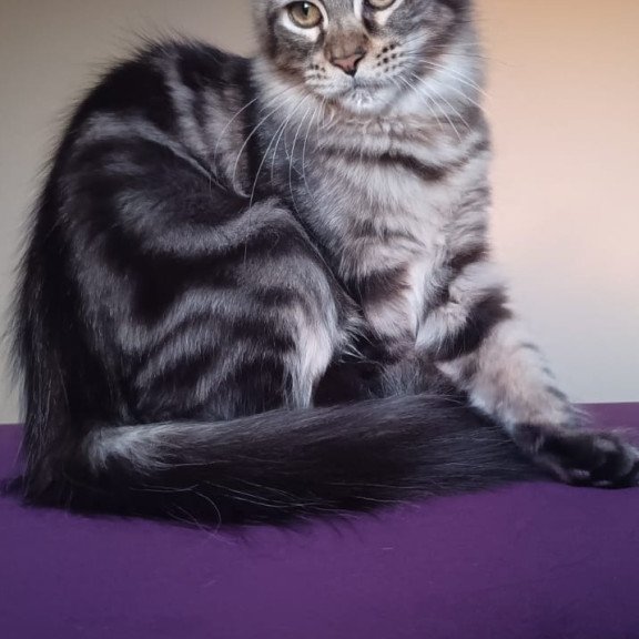 Maine Coon NOV Eda