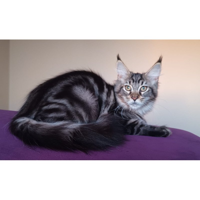 Maine Coon NOV Eda