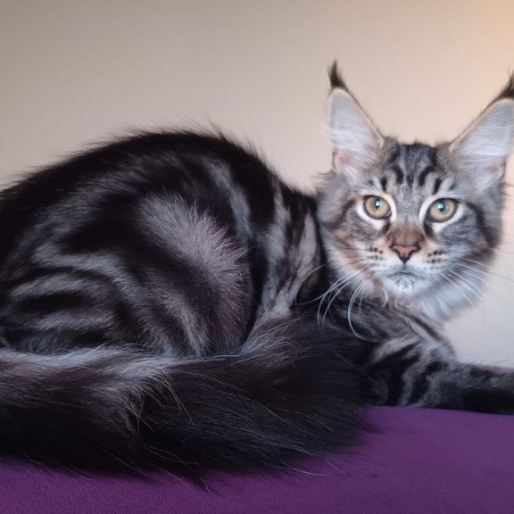Maine Coon NOV Eda
