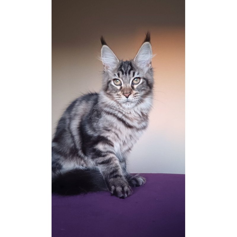 Maine Coon NOV Eda