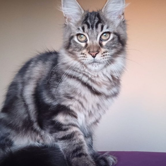 Maine Coon NOV Eda