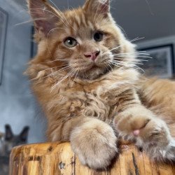 Maine Coon NOV Elf