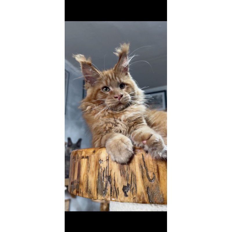 Maine Coon NOV Elf