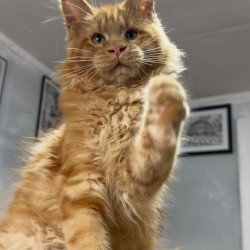 Maine Coon NOV Elf