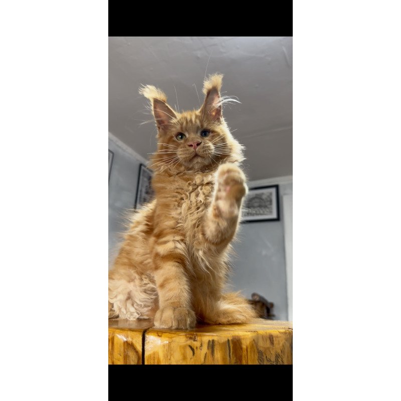 Maine Coon NOV Elf