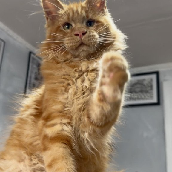 Maine Coon NOV Elf