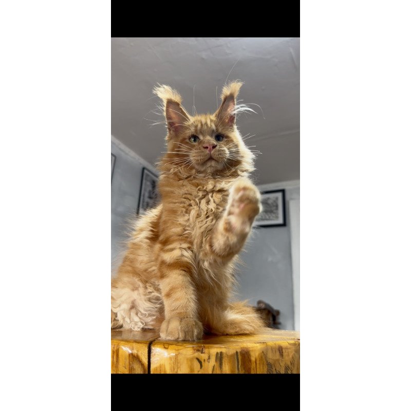 Maine Coon NOV Elf