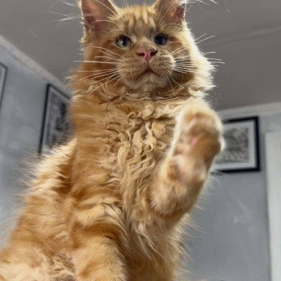 Maine Coon NOV Elf