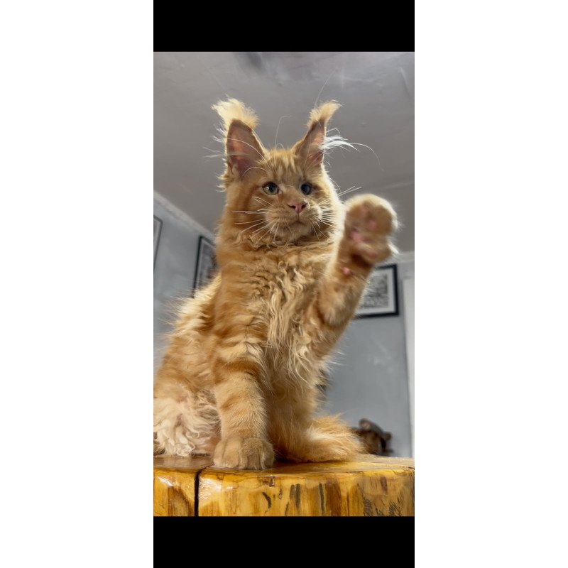Maine Coon NOV Elf