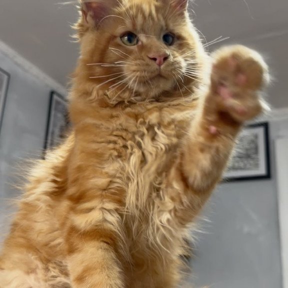 Maine Coon NOV Elf