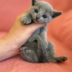 Russian Blue Nona