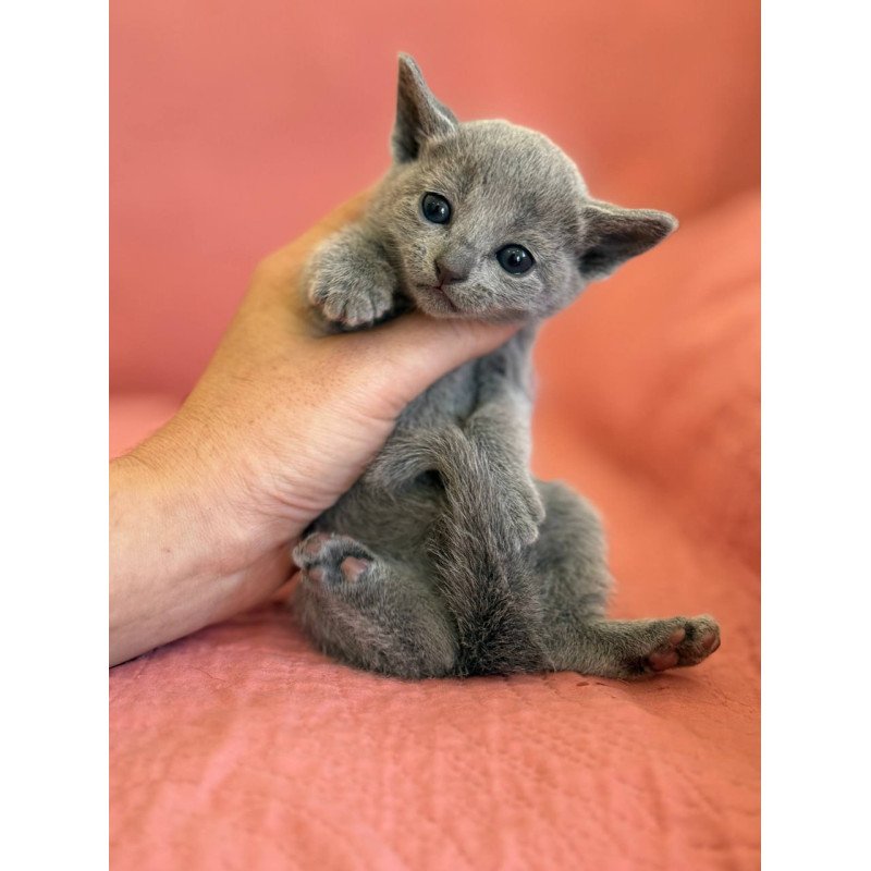 Russian Blue Nona