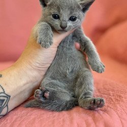 Russian Blue Nona