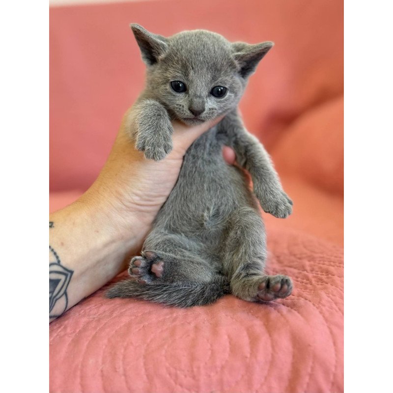 Russian Blue Nona