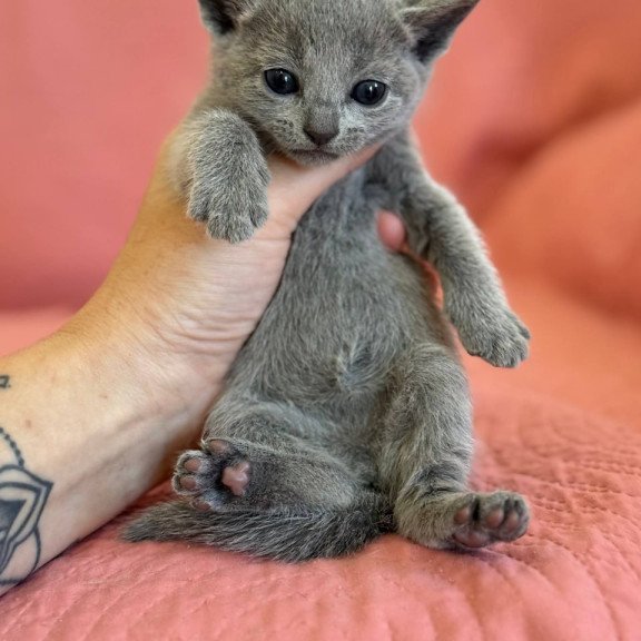 Russian Blue Nona