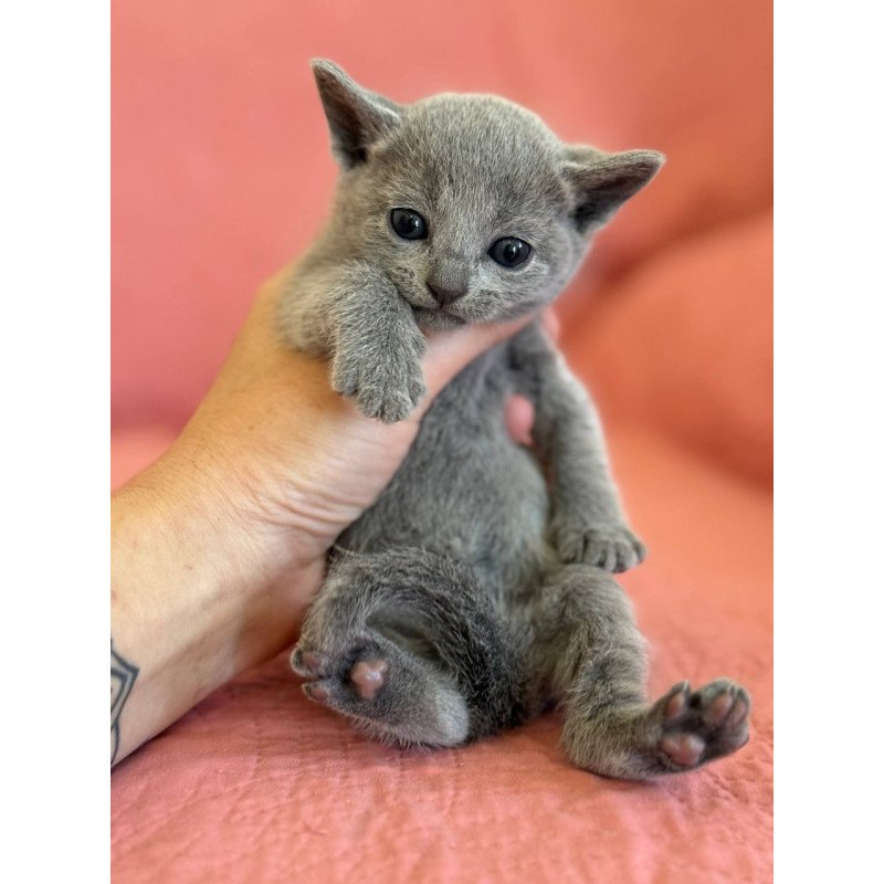 Russian Blue Nona