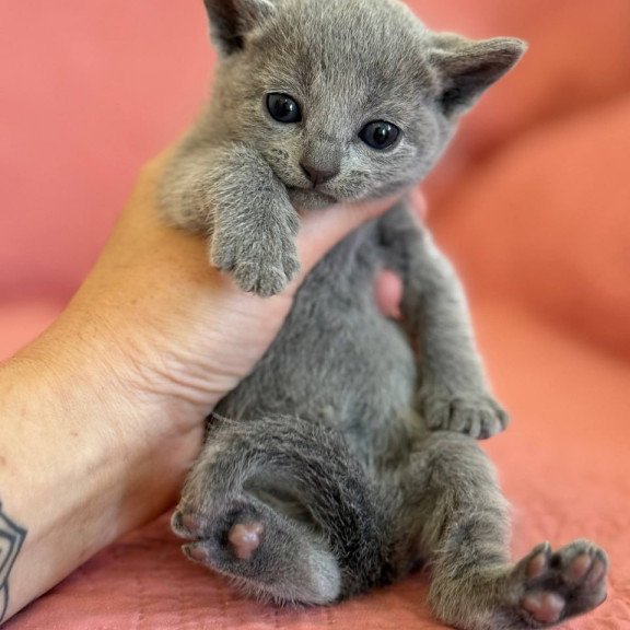 Russian Blue Nona