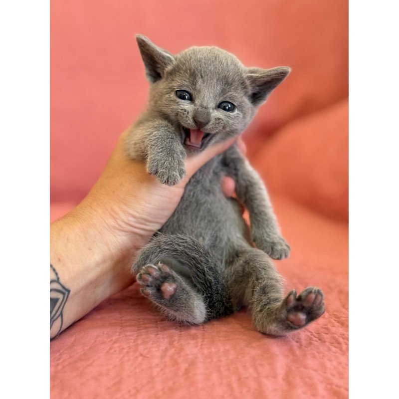 Russian Blue Nona