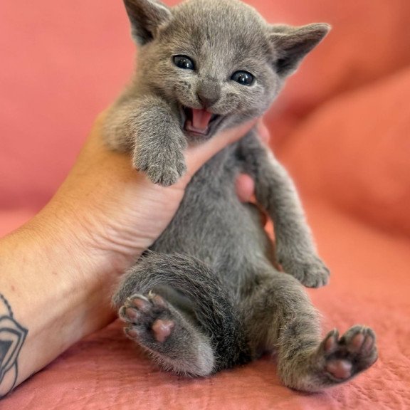 Russian Blue Nona