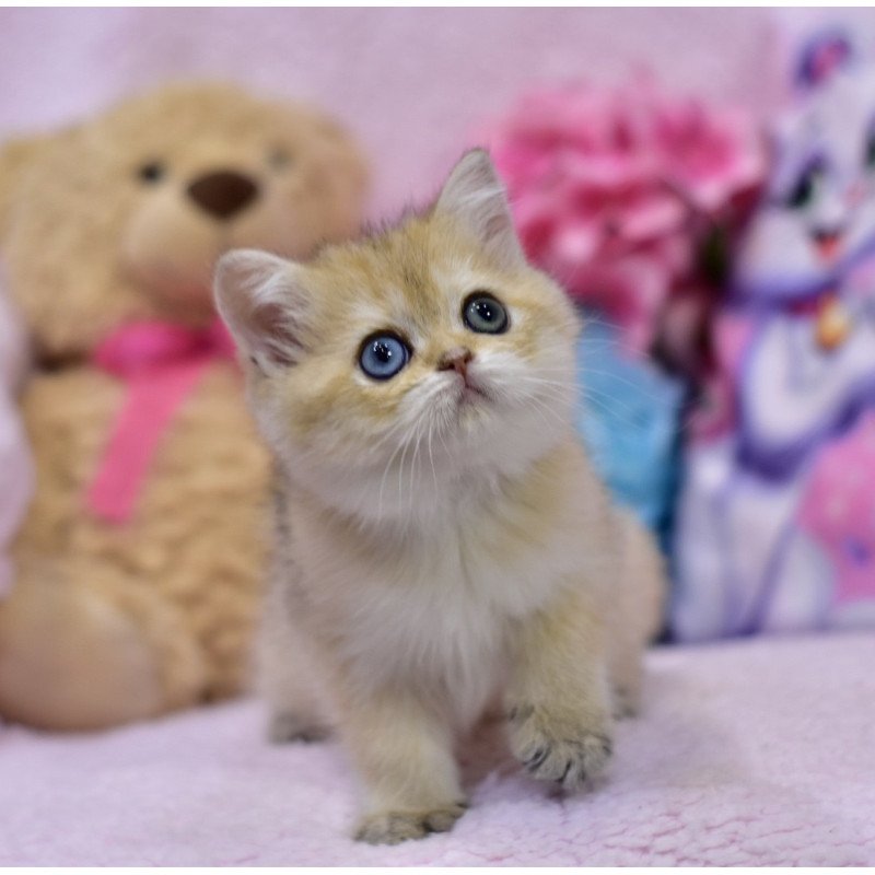British Goldie